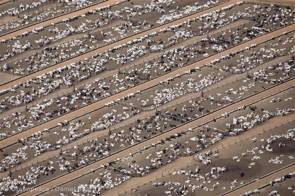 fermele de vaci polueaza incalzire globala