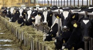 Healthy Holstein dairy cows feed at a farm in central Washington in this December, 24, 2003 file photo. REUTERS/Jeff Green/Files