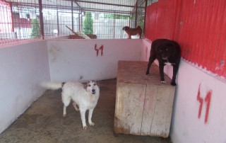 adoptia cainilor fara stapan